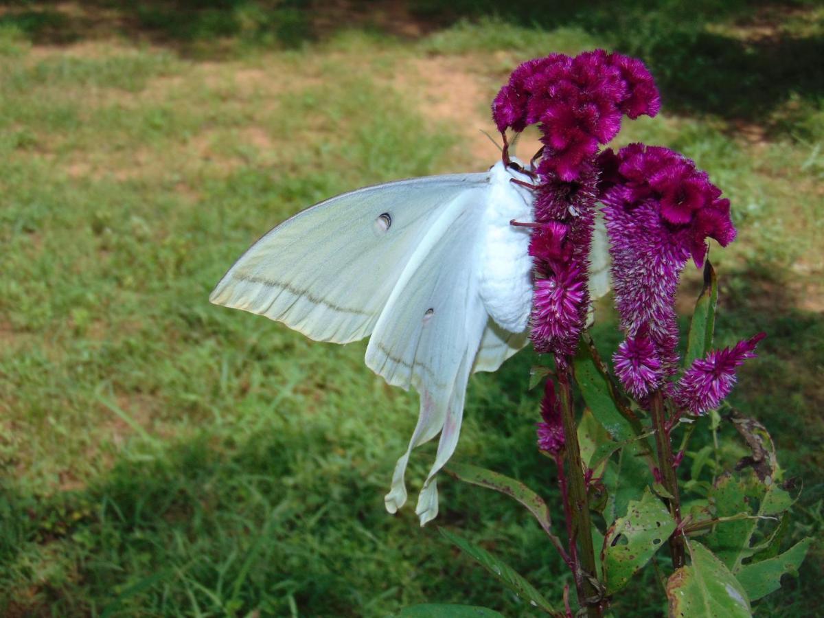 Sri Lankan Villa Elagawagoda ภายนอก รูปภาพ
